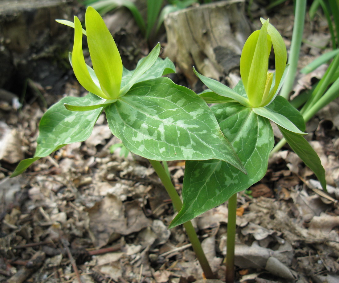 Image of Trillium luteum specimen.