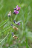 Lathyrus linifolius