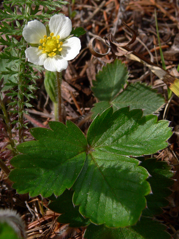 Image of Fragaria vesca specimen.