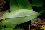 Hieracium koehleri. Лист прикорневой розетки с обратной стороны. Санкт-Петербург, Пушкинский р-н, Павловский парк, под деревьями. 23.06.2016.