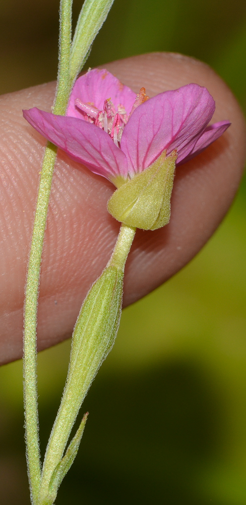 Image of Oenothera rosea specimen.