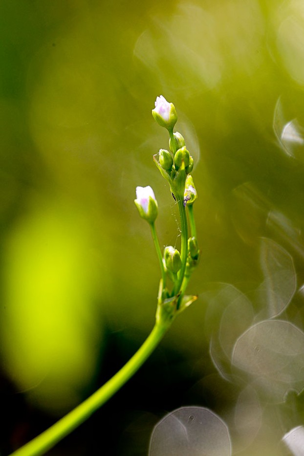 Image of Alisma plantago-aquatica specimen.