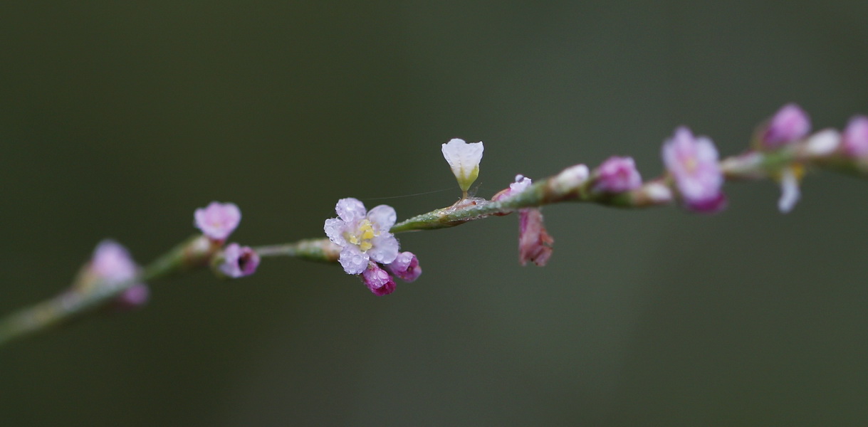 Image of genus Polygonum specimen.