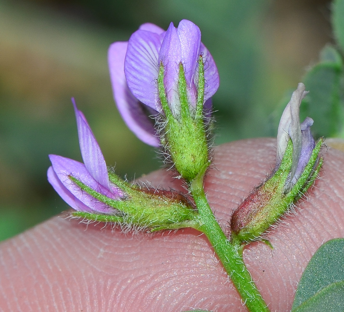 Изображение особи Astragalus mareoticus.