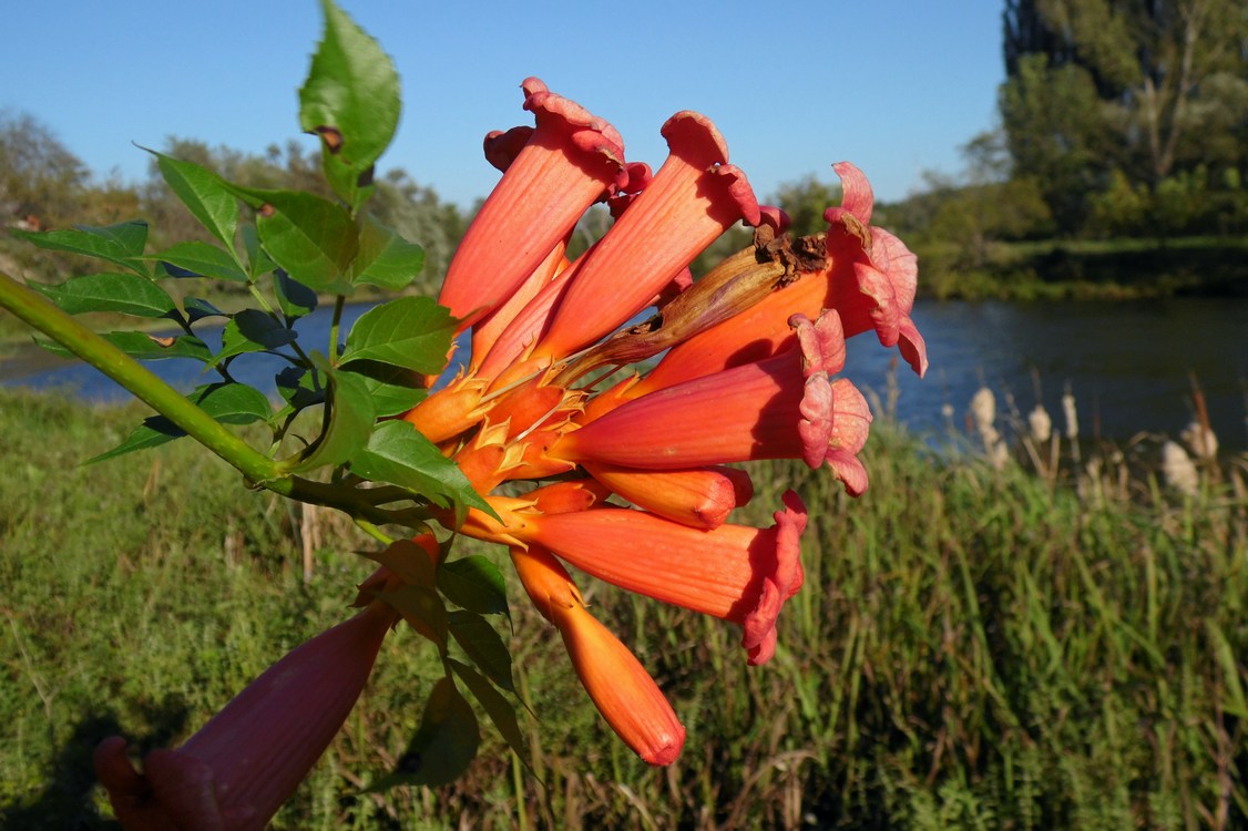 Image of Campsis radicans specimen.