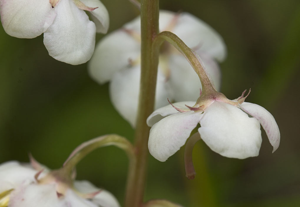 Изображение особи Pyrola rotundifolia.