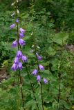 Campanula rapunculoides. Побеги с цветками и бутонами. Свердловская обл., окр. г. Североуральск, обочина дороги в сосново-еловом лесу. 06.08.2006.