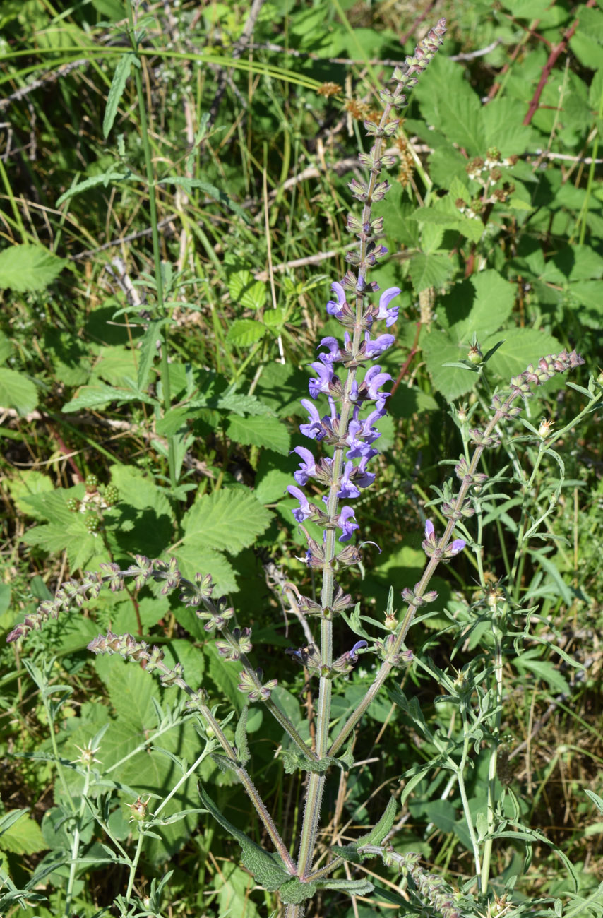 Image of Salvia virgata specimen.