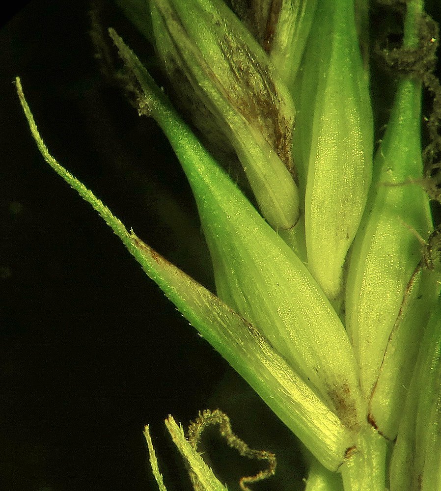 Image of Carex raddei specimen.