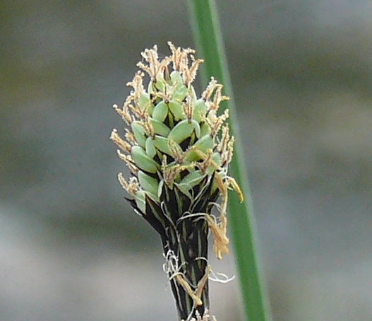 Image of Carex adelostoma specimen.