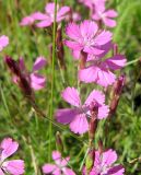 Dianthus deltoides. Цветки. Окр. Томска, остепнённый луг. 08.07.2009.