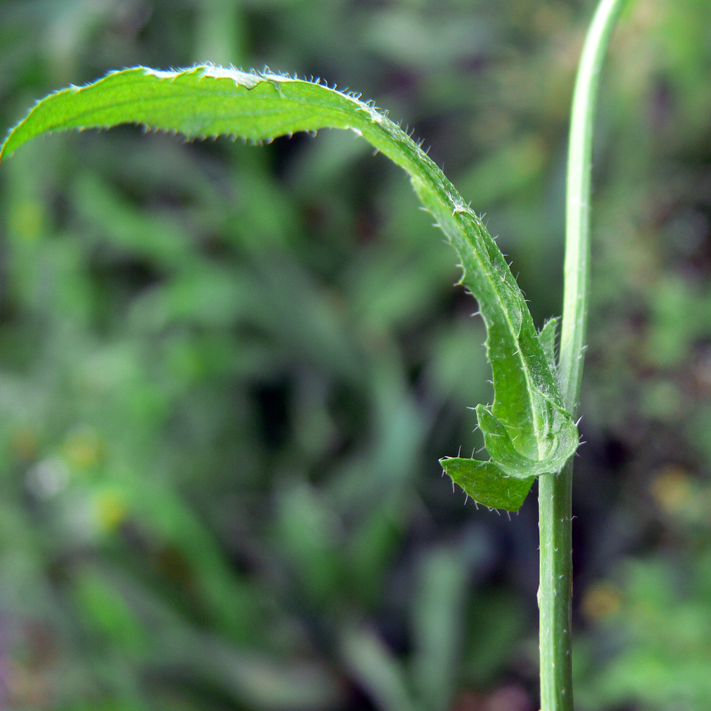 Image of Capsella bursa-pastoris specimen.