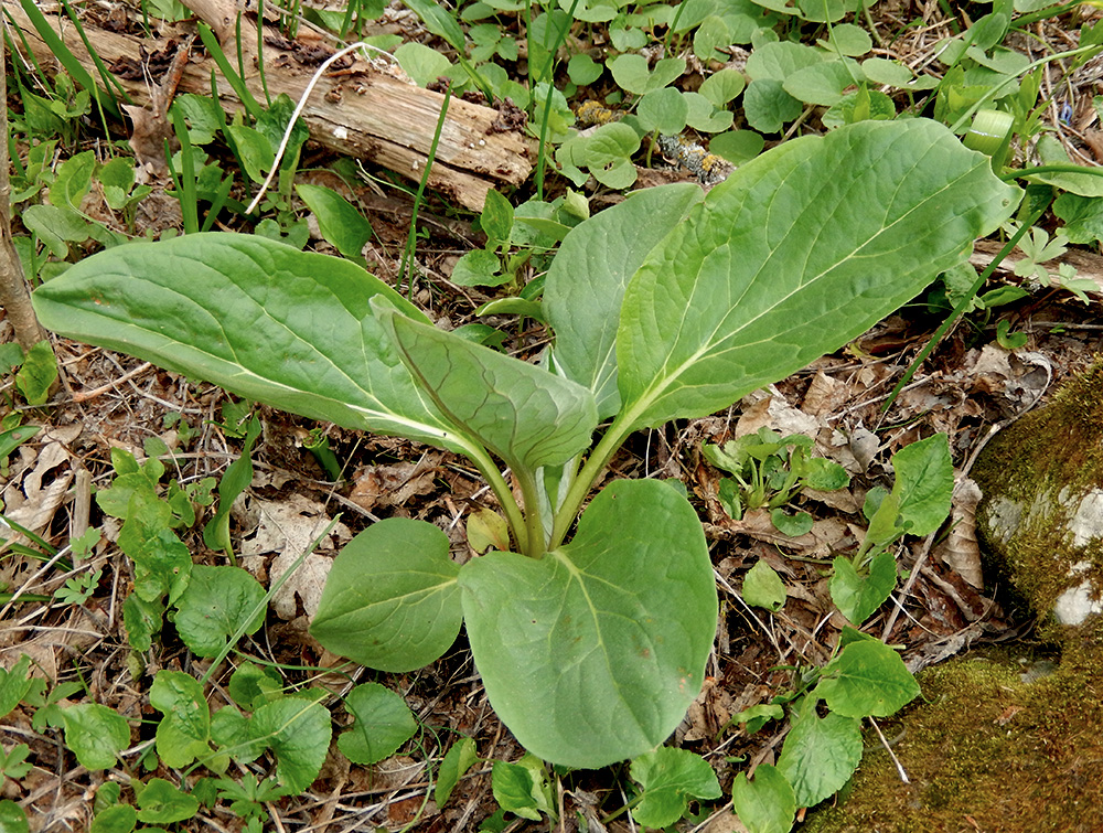 Image of Solenanthus biebersteinii specimen.