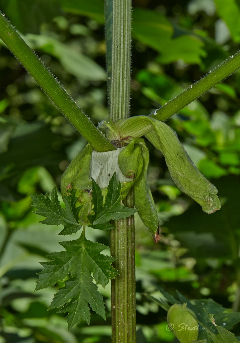 Image of Heracleum mantegazzianum specimen.