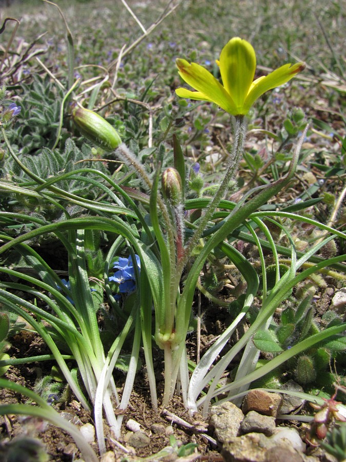 Image of Gagea granatellii specimen.