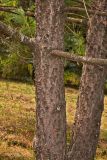 Смотреть изображение род Pinus