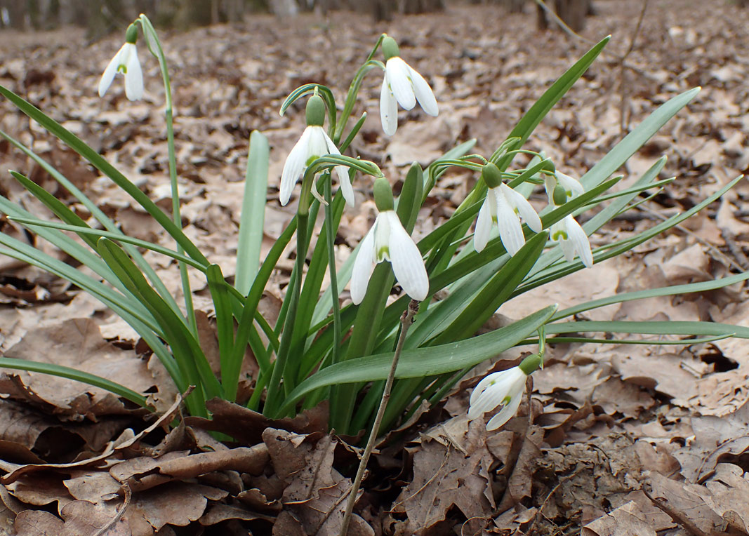 Изображение особи Galanthus nivalis.