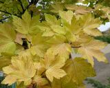 Смотреть изображение Acer pseudoplatanus