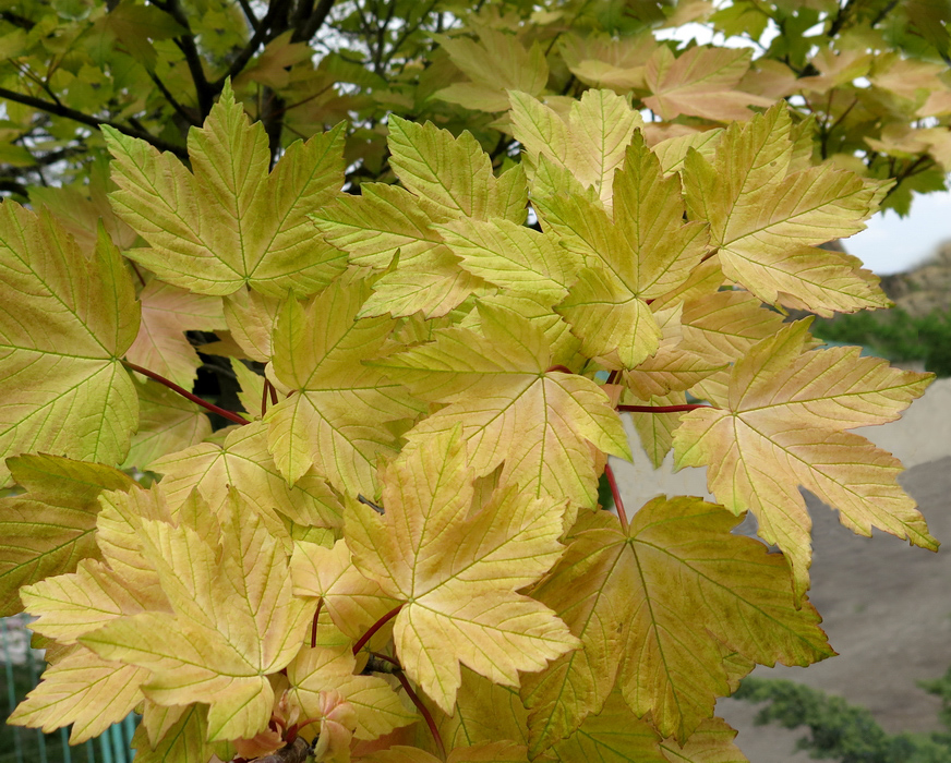 Изображение особи Acer pseudoplatanus.