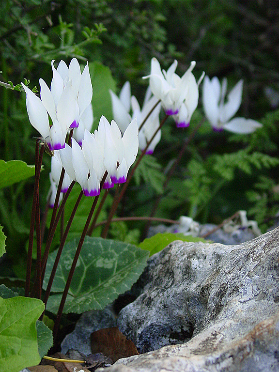 Image of Cyclamen persicum specimen.