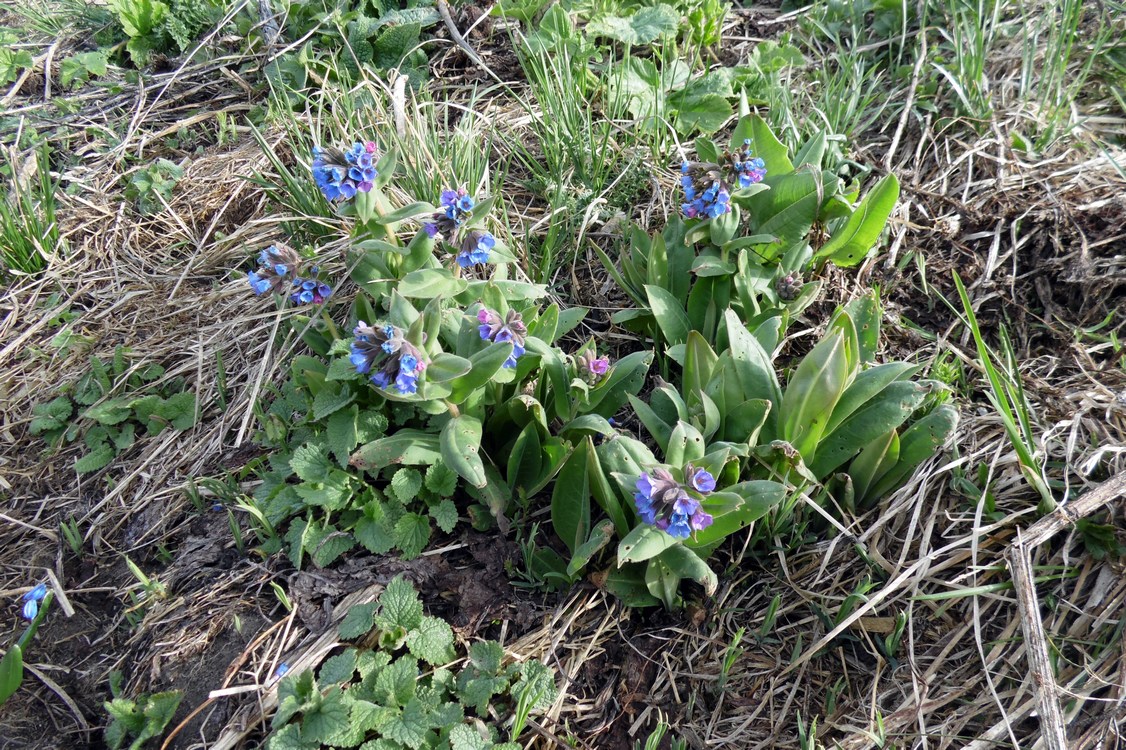 Image of Pulmonaria mollis specimen.