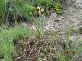 Fritillaria armena