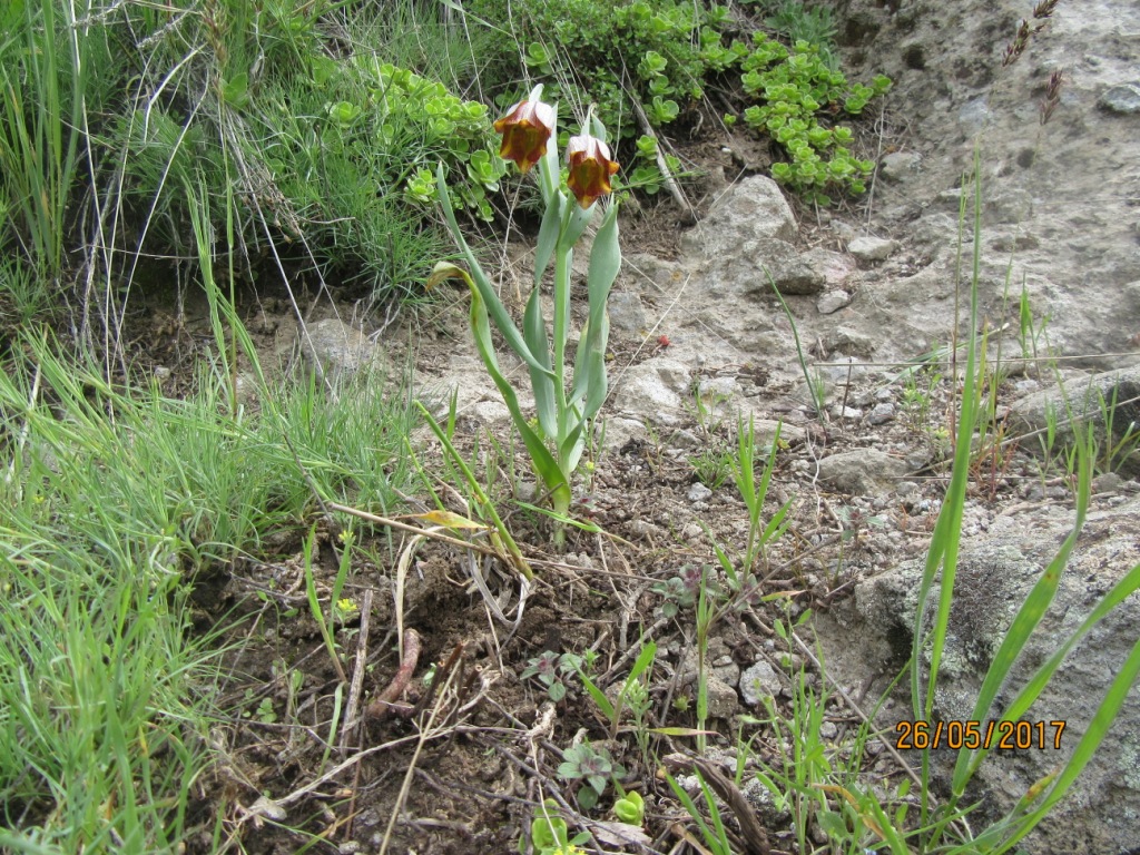 Изображение особи Fritillaria armena.