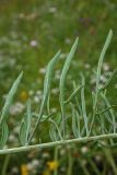 Centaurea orientalis. Часть листа (нижняя сторона). Республика Адыгея, г. Майкоп, восточнее пос. Победа, луговой склон. 24.06.2017.