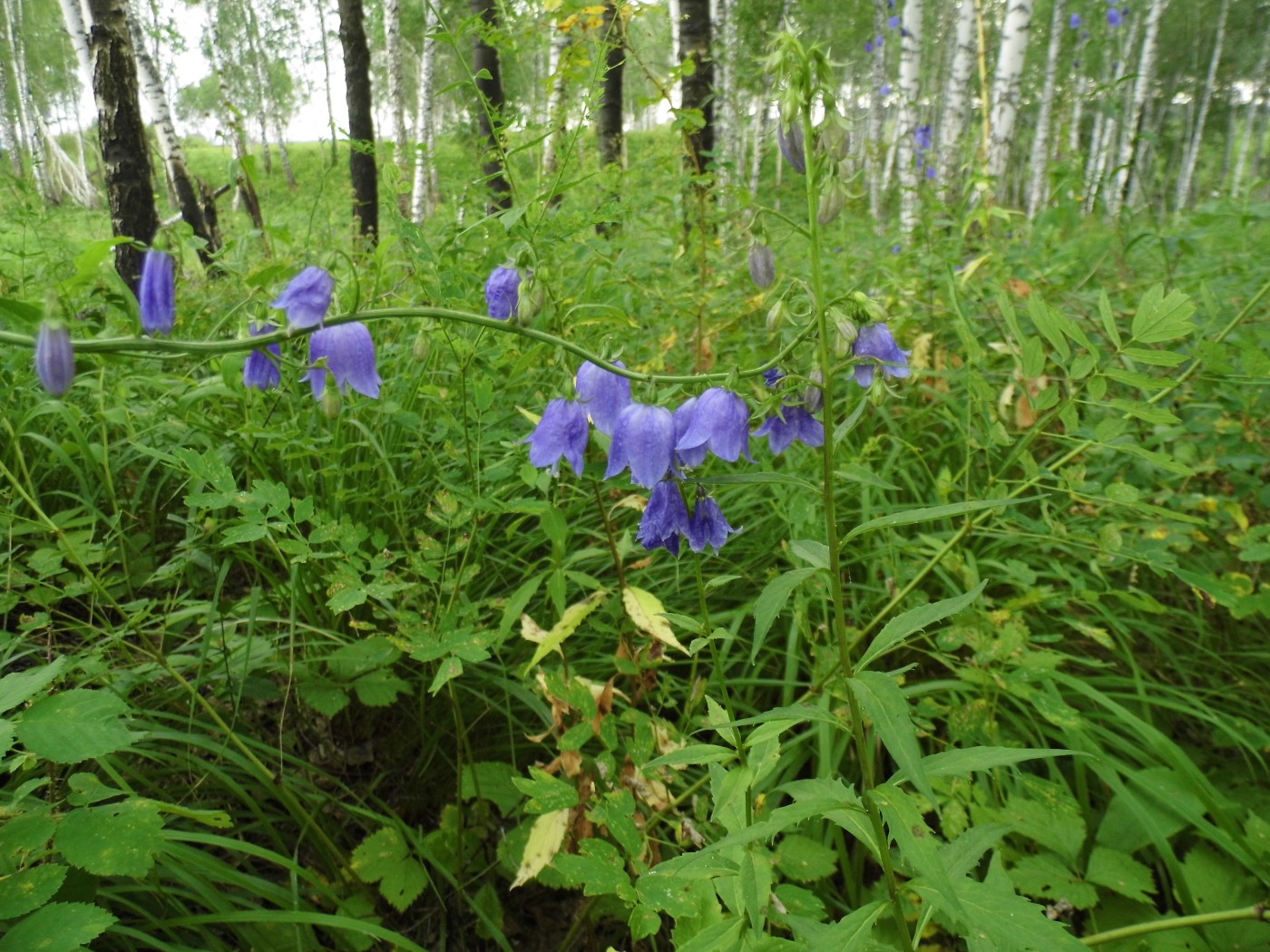 Изображение особи Adenophora lamarckii.