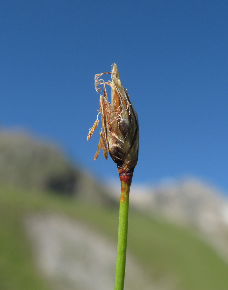 Image of Eleocharis quinqueflora specimen.