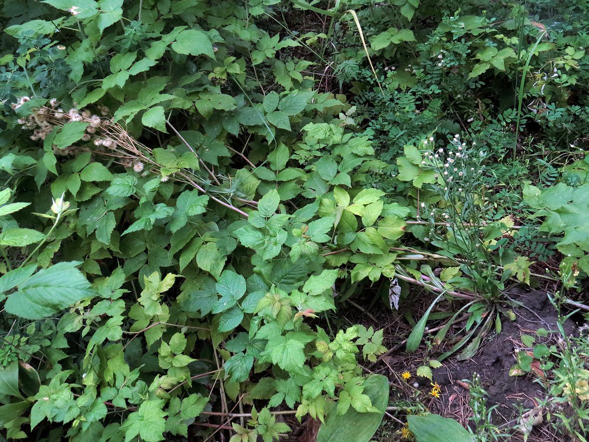 Image of Erigeron acris specimen.