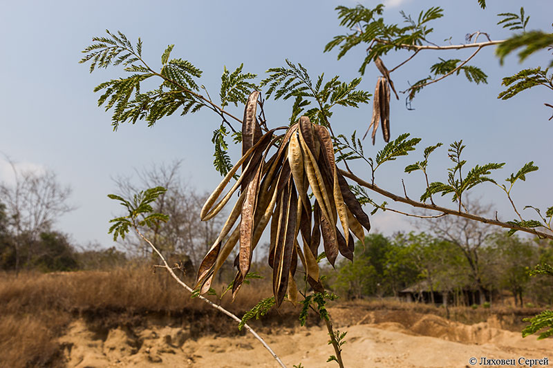 Image of Leucaena leucocephala specimen.