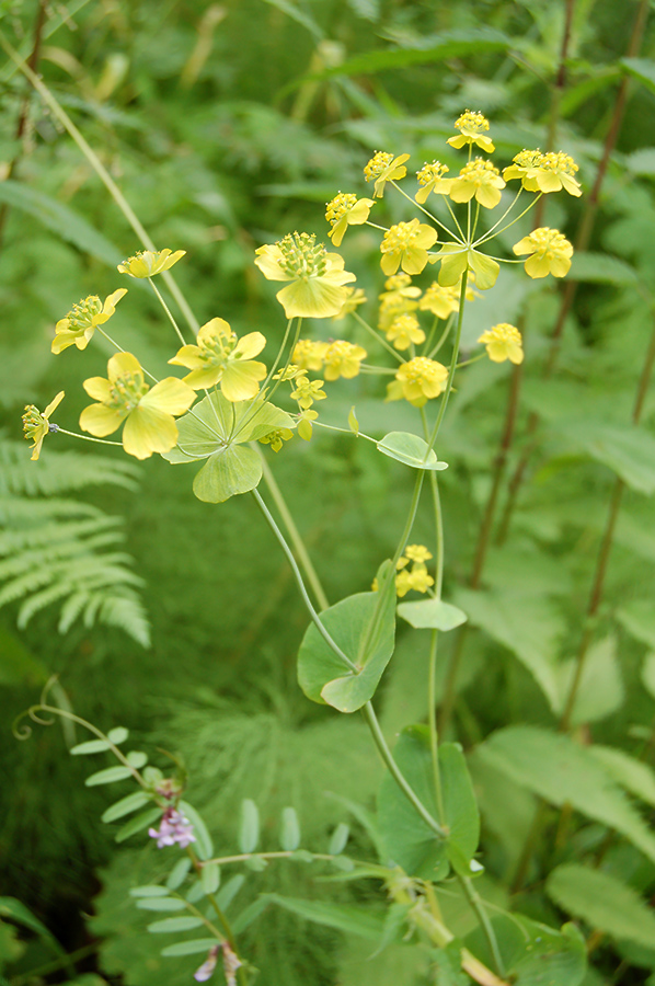 Image of Bupleurum longifolium ssp. aureum specimen.