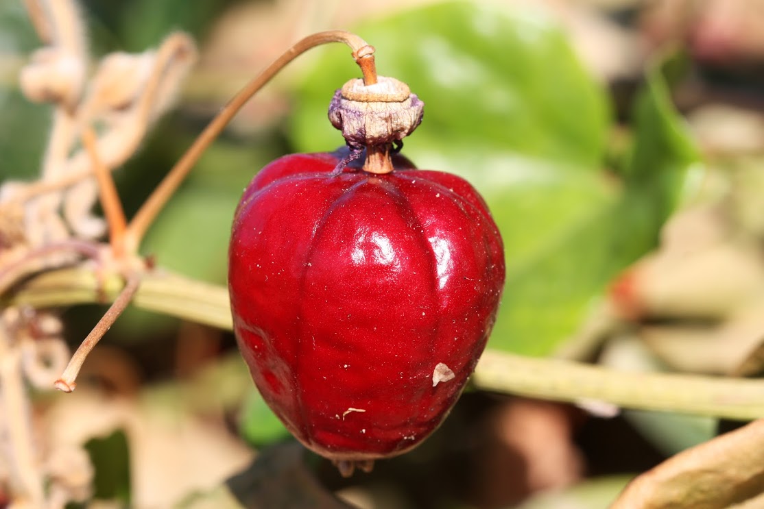 Image of Passiflora foetida specimen.