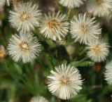 Erigeron acris. Соплодия. Восточный Казахстан, г. Усть-Каменогорск, правый берег р. Иртыш, луг. 26.07.2017.