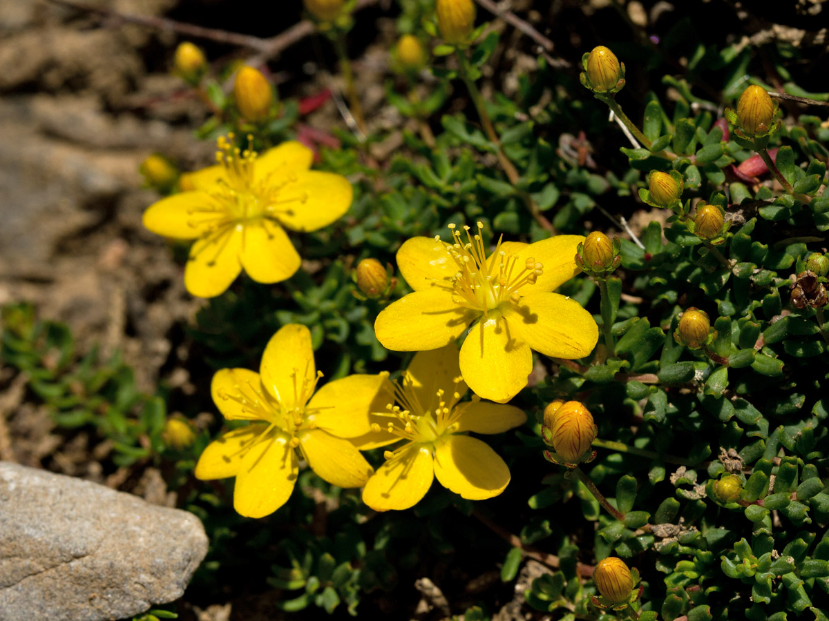 Image of Hypericum trichocaulon specimen.