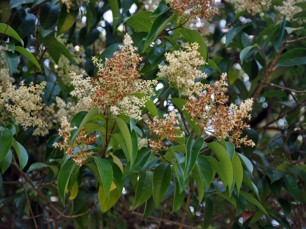 Image of Ligustrum lucidum specimen.