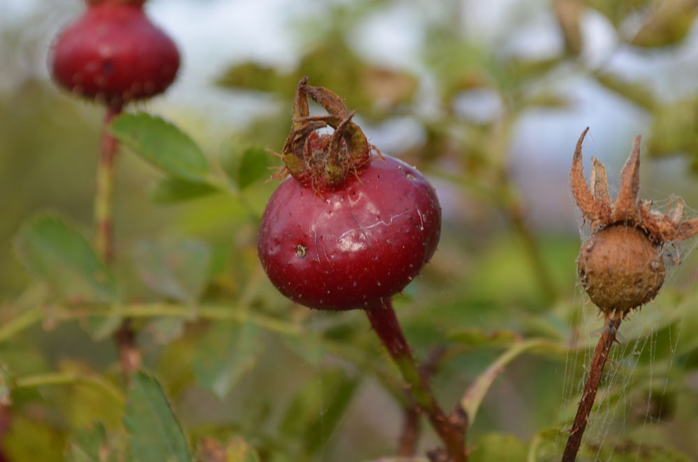 Изображение особи Rosa platyacantha.