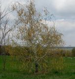 Betula pendula