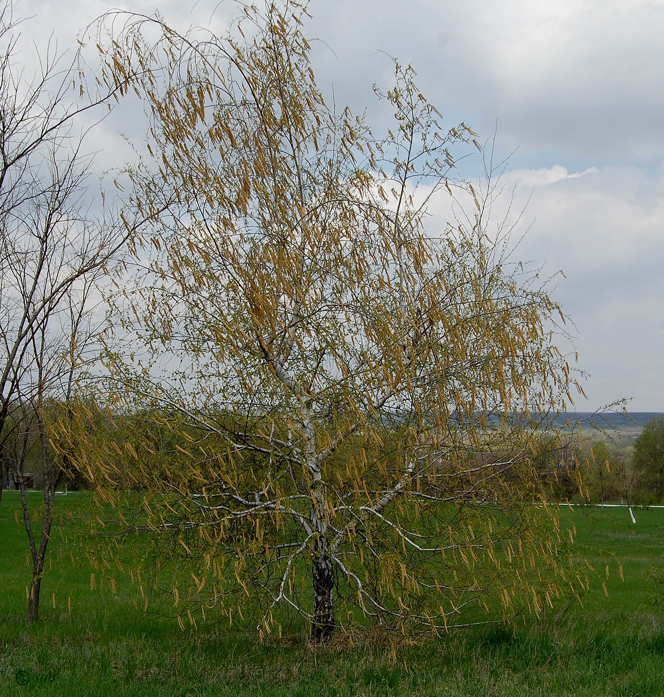 Image of Betula pendula specimen.