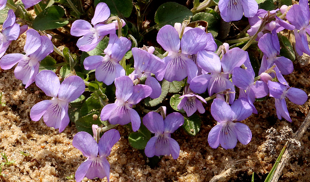 Image of Viola rupestris specimen.