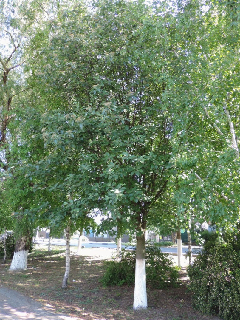 Изображение особи Sorbus intermedia.