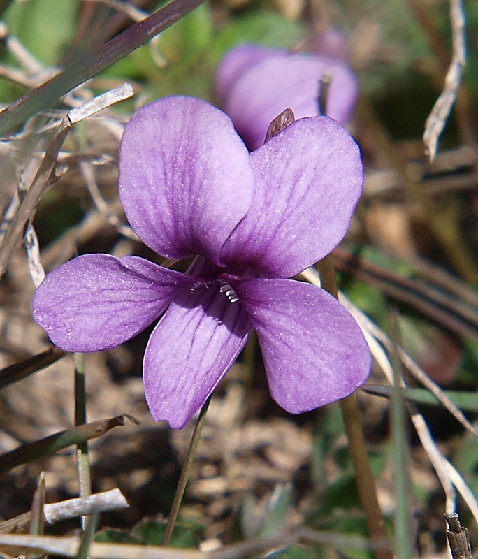 Image of Viola somchetica specimen.