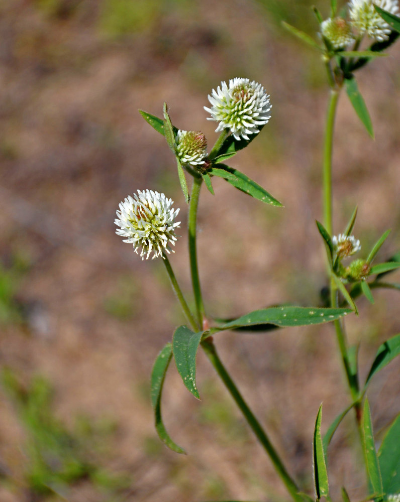 Image of Trifolium montanum specimen.