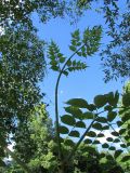 Aralia spinosa. Молодой лист (вид снизу). Подмосковье, в культуре. 2 июля 2018 г.