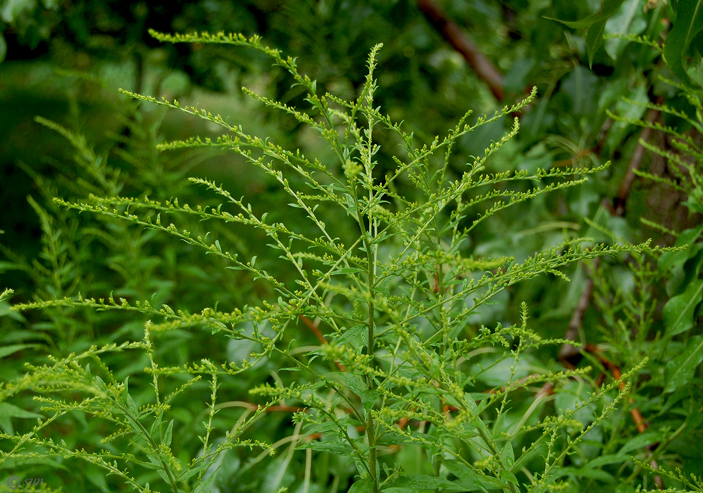 Изображение особи Solidago canadensis.