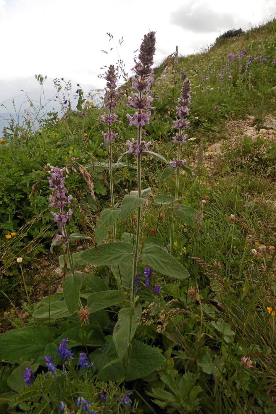 Image of Stachys balansae specimen.