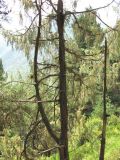 Juniperus oblonga