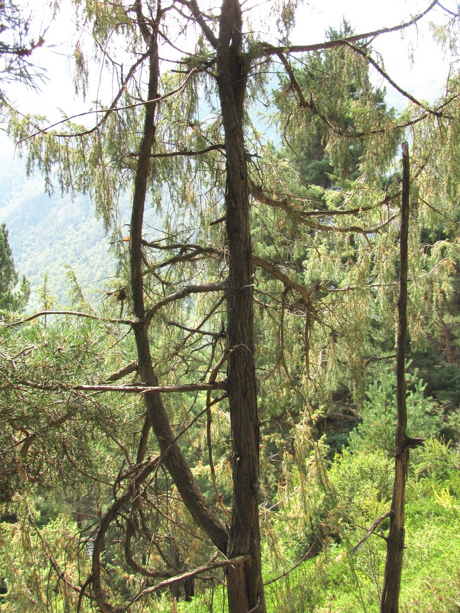 Изображение особи Juniperus oblonga.