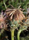 Centaurea raphanina subspecies mixta. Отцветающее соцветие. Греция, Эгейское море, север о-ва Парос, национальный парк Св. Яниса Детис Колимбифрес; обочина туристической тропы. 13.04.2018.